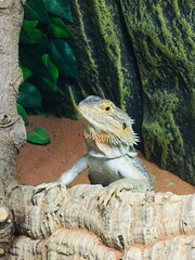 Bartagame (2)