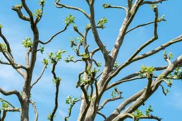 Pruned common lime tree, also known as the common linden or tilia × europae. Photographed against a clear blue sky in Northolt in north west London.