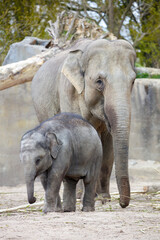 Asian elephants (Elephas maximus) in the zoo