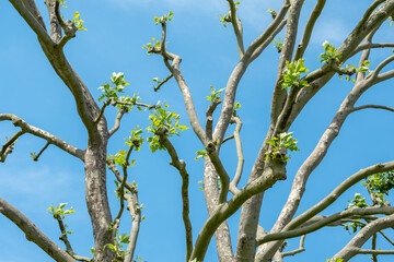 Pruned common lime tree, also known as the common linden or tilia × europae. Photographed against a clear blue sky in Northolt in north west London.