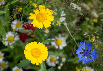 Colourful wild flowers, including chamomile daisies and cornflowers, photographed in a meadow in Gunnersbury, Chiswick, west London, UK. 