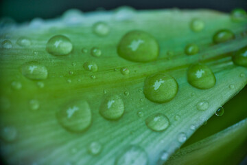 Some Water drops on abstract green surface of a leaf