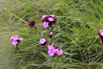 flowers in the grass
