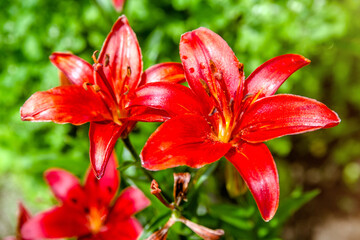 red lilys bloom in the botanical garden
