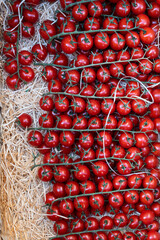 Branches of tomatoes seen from above