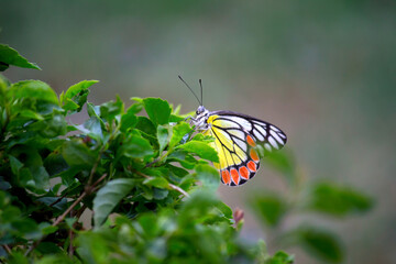 Delias eucharis, the common Jezebel, is a medium-sized pierid butterfly found in many areas of south and southeast Asia, especially in the non-arid regions of India, Sri Lanka, Indonesia, Myanmar and 