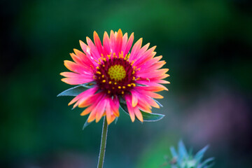 gaillardia or know as the Blanket flower blooming away in a public park in India