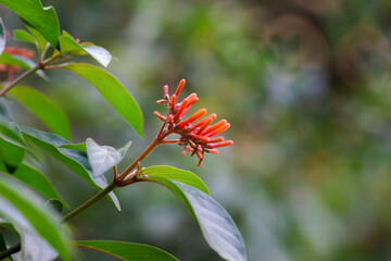  A flower, sometimes known as a bloom or blossom, is the reproductive structure found in flowering plants.
 The biological function of a flower is to facilitate reproduction, usually by providing a me