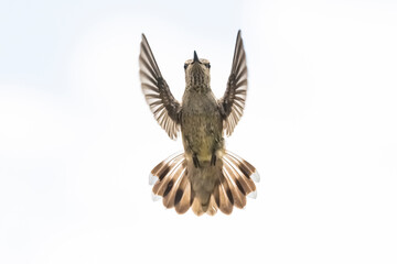 Black-chinned Hummingbird (Archilochus alexandri) Posing for the Camera