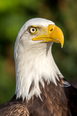 Bald eagle (Haliaeetus leucocephalus) bird portrait