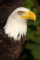 Bald eagle (Haliaeetus leucocephalus) bird portrait