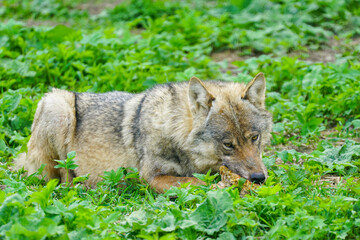 Fototapeta premium european gray wolf eats meat in a natural environment in the forest