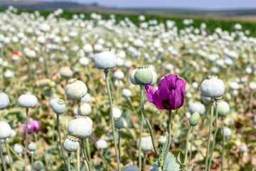 One purple poppy flower in the middle of ripening pods. Papaver somniferum industrial plantation. Opium or blue poppy seed. Copy space.
