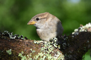wild bird close-up on a branch