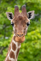 A giraffe head portrait, wildlife (Giraffa reticulata) - obrazy, fototapety, plakaty
