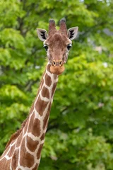 Fototapeten A giraffe head portrait, wildlife (Giraffa reticulata) © Edwin Butter