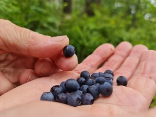 Blueberry berry. Man collects blueberries in close-up