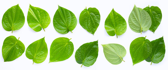 Green betel leaves, Fresh piper betle on white background. Top view - obrazy, fototapety, plakaty