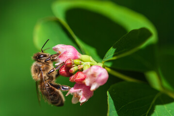 Close-up bee drinking nectar of snowberrys' flowers on green background