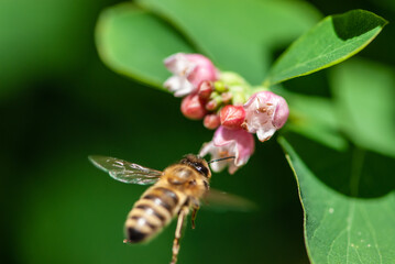 Close-up bee flys to snowberrys' flowers in motion on green background