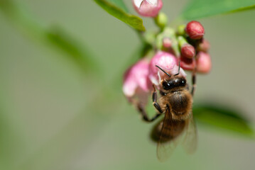Close-up bee drinks nectar of snowberrys' flowers