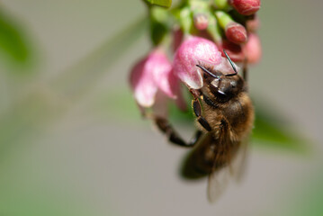 Close-up bee drinks nectar of snowberrys' flowers on green background