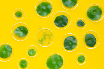 Fresh green centella asiatica leaves in petri dishes on yellow background.