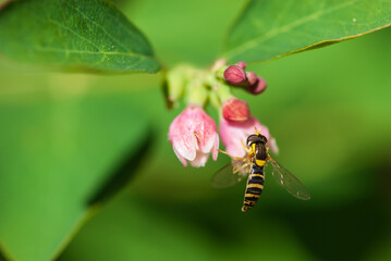 Close-up fly drinks nectar of snowberrys' flowers on green background