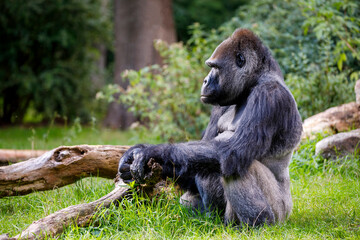 Male gorilla in the green jungle, close up