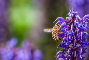 Close-up bee in motion on  violet salvia with negative space