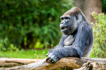 A Western lowland gorilla silverback