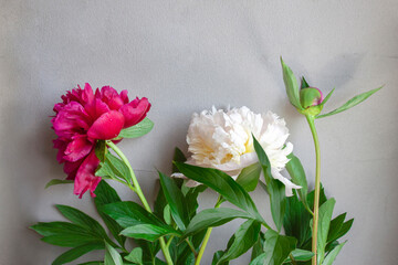 Flowers of peony. Multicolored peonies on a gray textured background. Red, white and pink flowers. Blooming. Copy space