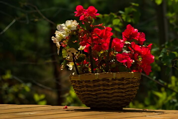 Kwiaty w koszu. © Grzegorz