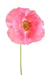 Poppy flower isolated on white background. Studio shot of beautiful single papaver.