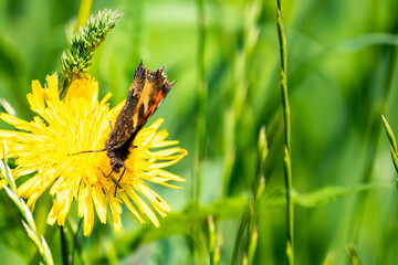 Close up of red admiral butterfly feeding on pollen from a dandelion flower with out of focus...