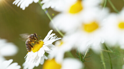 Macro shot of bee gathering pollen from daisy flower.