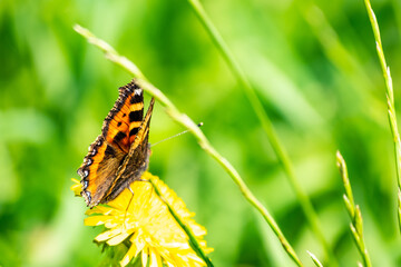 Close up of red admiral butterfly feeding on pollen from a dandelion flower with out of focus background