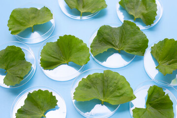 Fresh leaves of gotu kola in petri dishes on blue background.