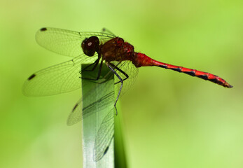 Red Dragonfly