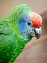 Portrait of a red-tailed amazon (Amazona brasiliensis)