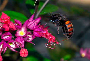 abejorro libando néctar de la flor