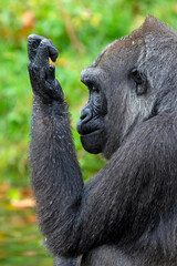 Obraz premium Female Western Lowland Gorilla in green forest.