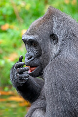 Female Western Lowland Gorilla in green forest.