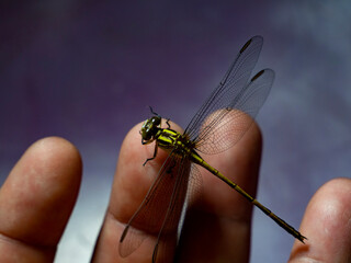libelula posando en mis dedos © danhiel