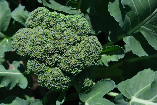 A green broccoli grows in the field and is ready to be harvested, with its florets and many leaves around it