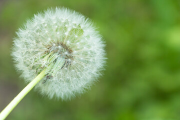 Closeup shot of a white dandelion against a green background - great for wallpaper