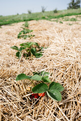 Growing Strawberries, use Straw to protect the fruit. Straw around Strawberry plants on strawberry field in farm. Harvesting on strawberry farm