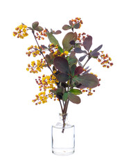 Berberis vulgaris ( european barberry or simply barberry) blooming, in a glass vessel on a white background
