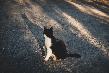 Cat looks at its shadow 2