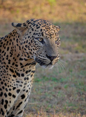 Fototapeta na wymiar Big male leopard stare; Sunshine on leopard face; sun on leopard; leopard in the sun; leopard in sunlight; leopard print